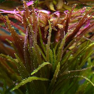 Limnophila aromatica