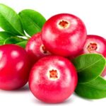Lingonberry