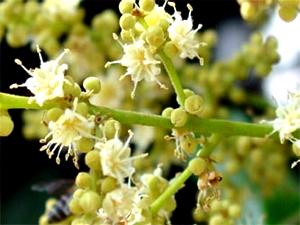 Litchi Blossom