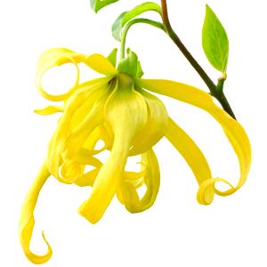 Lysylang