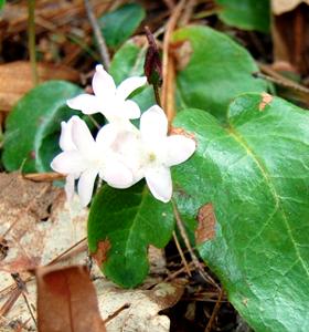 Mayflower