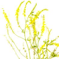 Meliloto (trébol oloroso, trébol de olor)