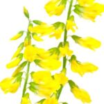 Meliloto amarillo