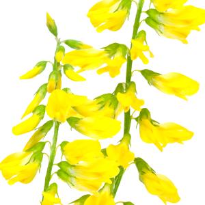Meliloto amarillo