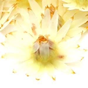 Mimusops elengi