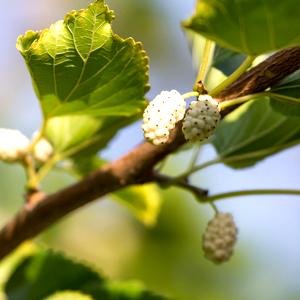 Moras blancas