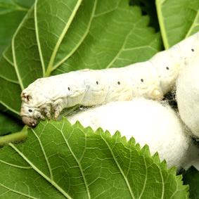 Moras blancas
