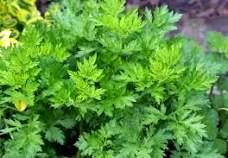 Mugwort