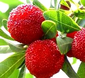 Myrica