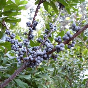 Myrica