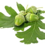 Oak Leaves