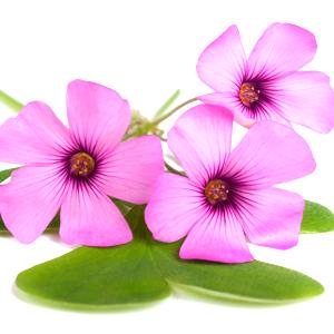 Oca violeta