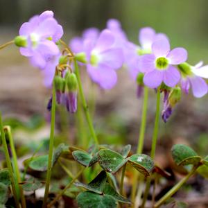 Oca violeta