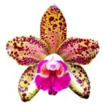 Leopardo rosa orquídea