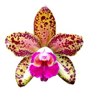 Leopardo rosa orquídea