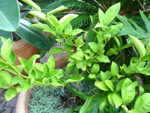 Palestinian Sweet Lime