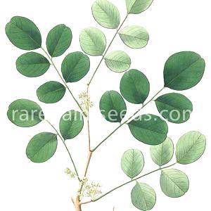 Palo de rosa de la India