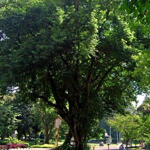 Palo de rosa de la India