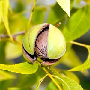 Pecan