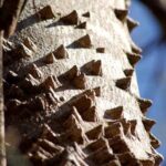 árbol angélica (club de Hércules, bastón del diablo, ceniza espinosa, espinosa, anciano) )