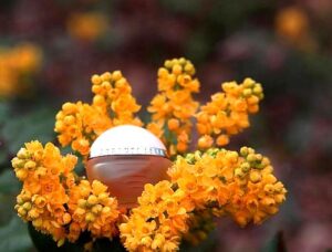 Cerruti 1881 En Fleurs Cerruti