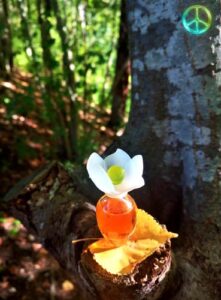 Fleur de Narcisse Chloé