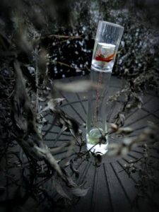 Flower by Kenzo Winter Flowers Kenzo