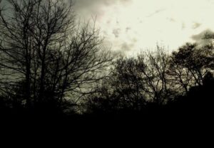 Forest Rain Kiehl’s