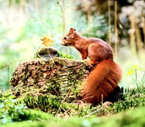 Grain de Soleil Fragonard