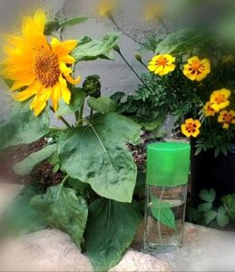 Green Tea Summer Elizabeth Arden