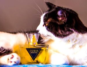 Guess Seductive Guess