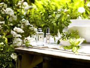 Honeysuckle & Jasmine Jo Malone London