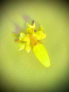 Jardin de Soleil Escada