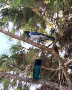 Kenzo pour Homme Kenzo