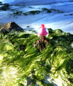 Le Feu D’Issey Light Issey Miyake