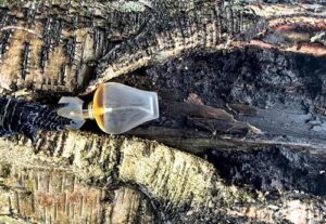 Moments Eau de Toilette Priscilla Presley