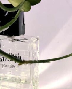 Monsieur Eau du Matin Jean Paul Gaultier
