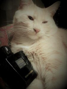 Myrrhe & Merveilles Keiko Mecheri