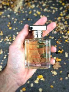 Osmanthus Ormonde Jayne