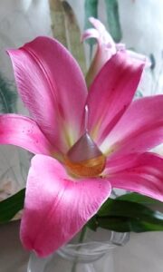 Popy Moreni Popy Moreni