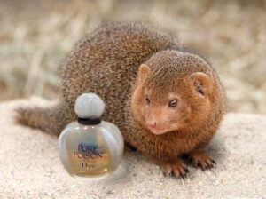 Pure Poison Elixir Dior