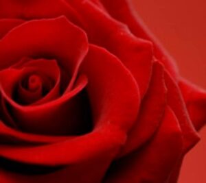 Rosa de la Luz Ava Luxe