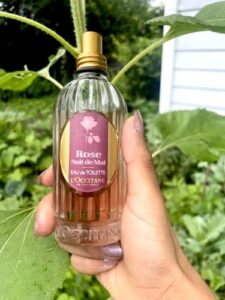 Rose Nuit de Mai L’Occitane en Provence