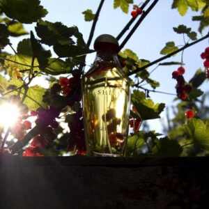 Samsara Shine Guerlain