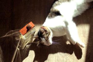 She Wood Velvet Forest Wood DSQUARED²