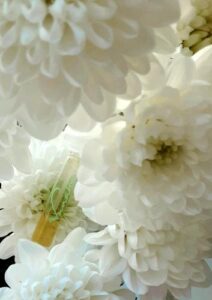 Vanahe La Maison de la Vanille