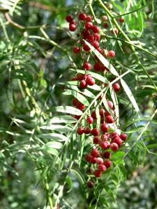 Peruvian Pepper