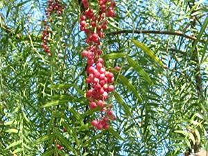 Peruvian Pepper