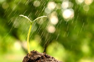 Petrichor