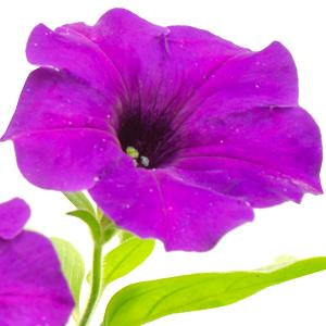Petunia